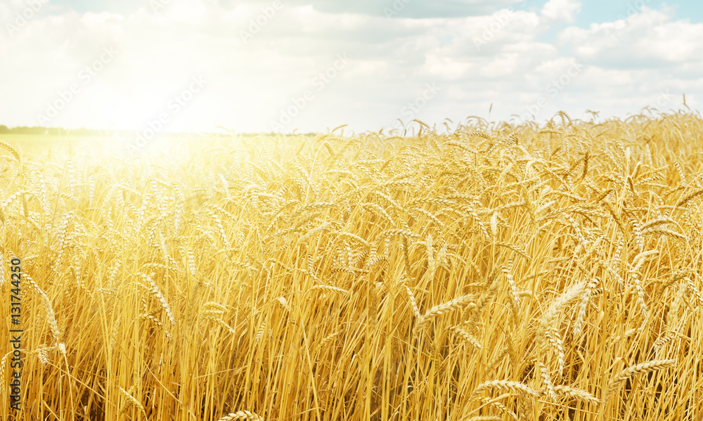Naklejka premium sunset over golden harvest field
