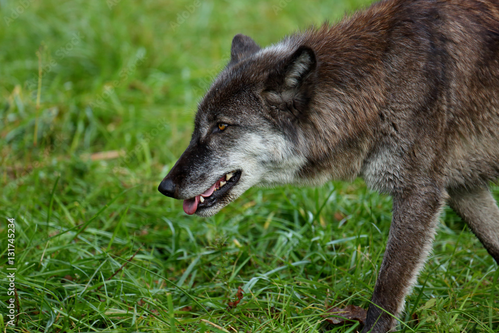  black and grey wolf walking though grass