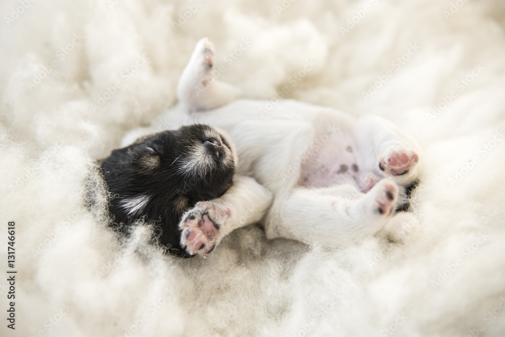 newborn puppy - 12 days old - jack russell terrier newborn puppy - 12 days old - jack russell terrier