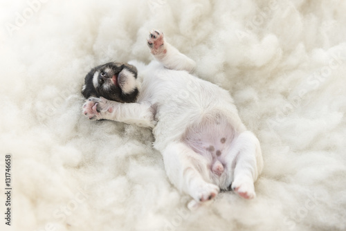 newborn puppy - 12 days old - jack russell terrier