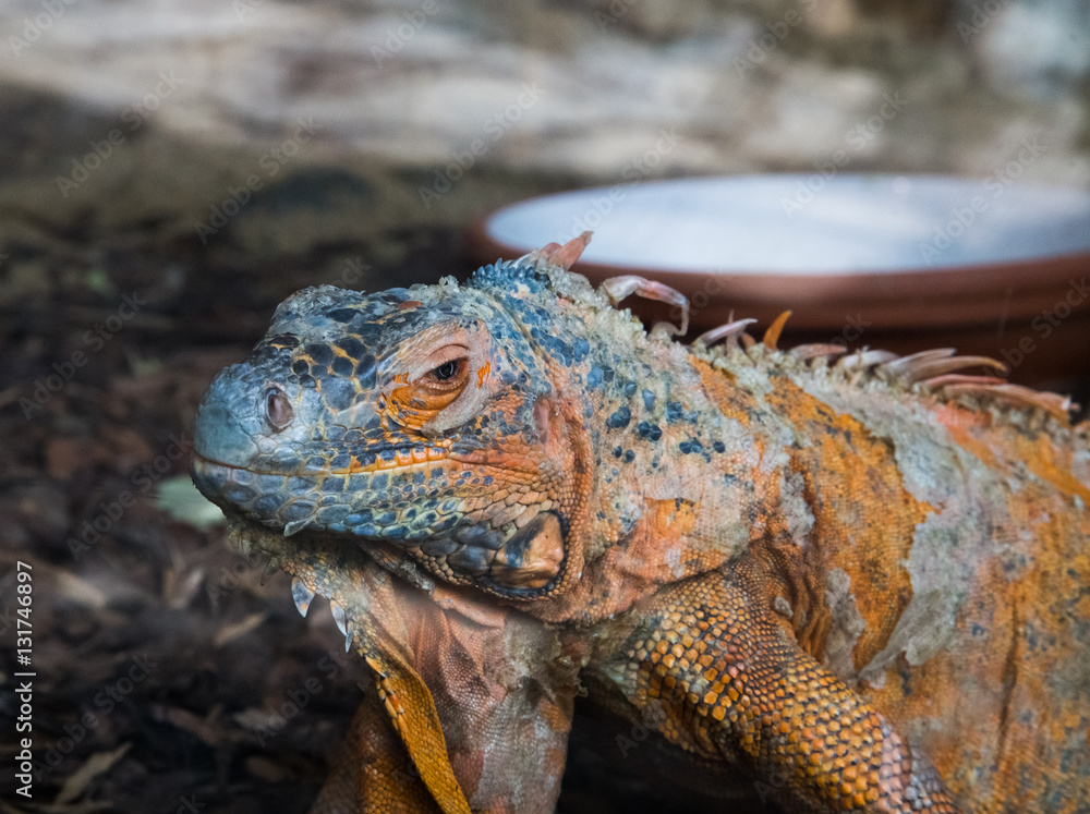 Fototapeta premium Reptil