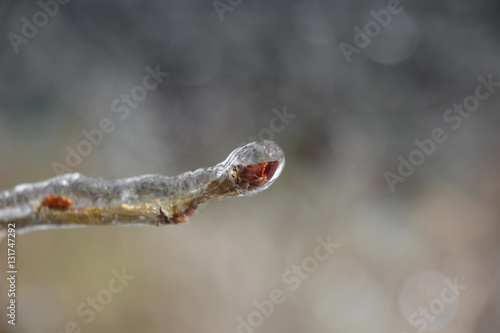 Icy Twig with Buds