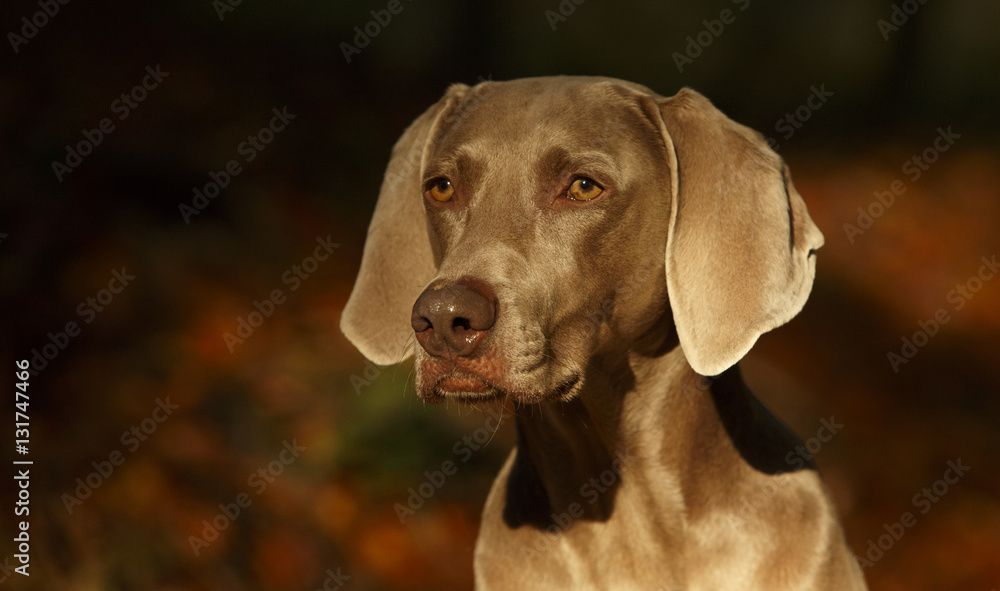 Hundeportrait von Weimaraner Hündin