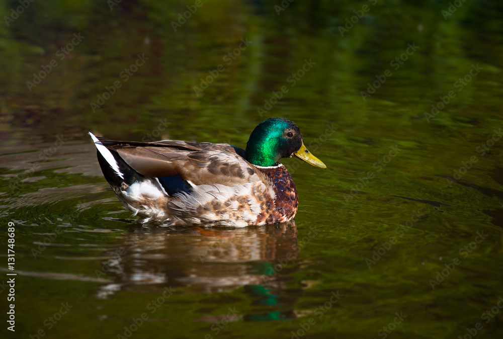 Obraz premium Birds and animals in wildlife.