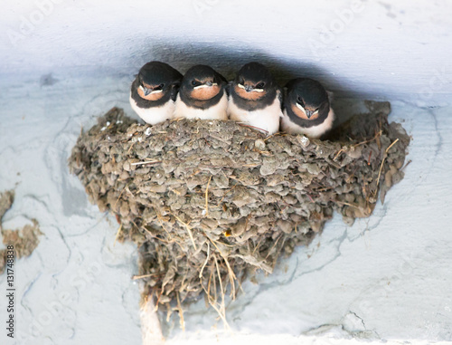 Birds and animals in wildlife. Swallow. Young Barn Swallow patie photo