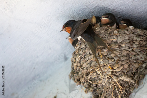 Birds and animals in wildlife. Swallow mom feeding young baby bi