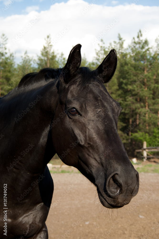 Portrait of black horse on a background of forest green, beige sand and white clouds in the blue sky Portrait of black horse on a background of forest green, beige sand and white clouds in the blue sky