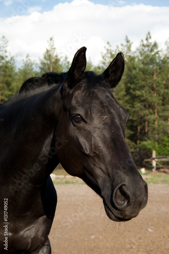 Portrait of black horse on a background of forest green, beige sand and white clouds in the blue sky © Даяна Куценко