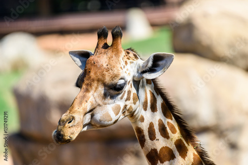 Wild African Giraffe Head Portrait © radub85
