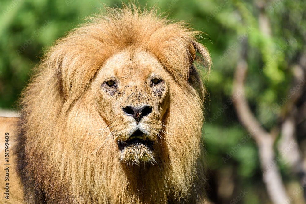 Wild African Lion King Portrait