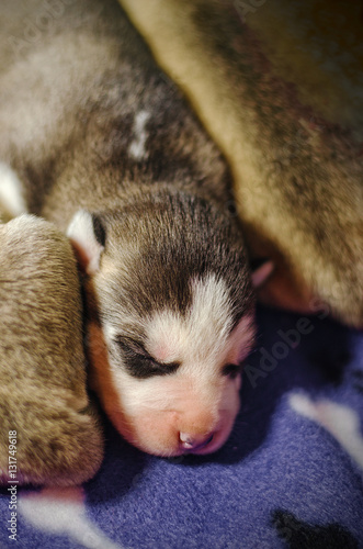 Newborn husky puppies. © tinkerfrost