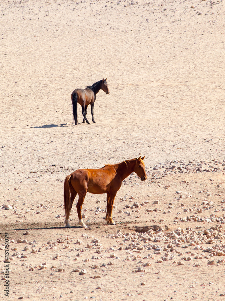 The Namib Desert feral horses herd at waterhole near Aus, Namibia, Africa. The Namib Desert feral horses herd at waterhole near Aus, Namibia, Africa.