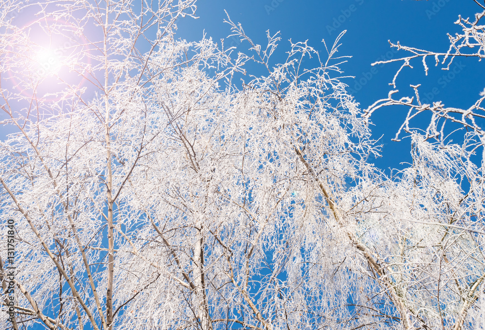 Frost branch tree