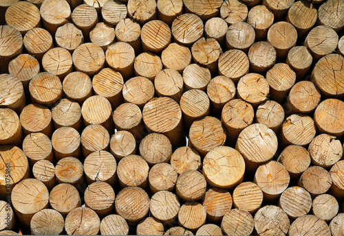 Wood texture background of cut logs