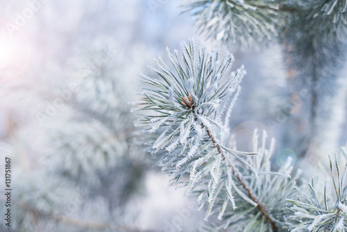 Pine with hoarfrost