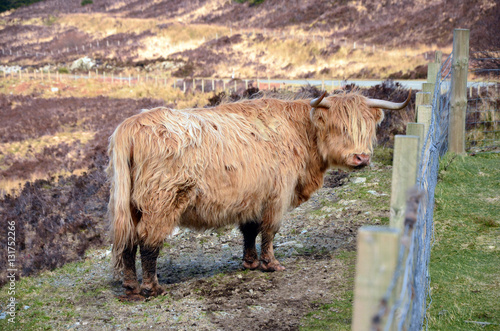 Highland Cow at the Scottish Isle of Skye