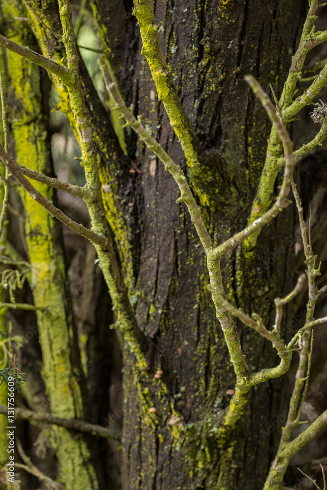 Tree branches with lichen Tree branches with lichen