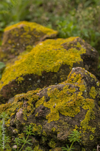 yellow lichen on a rock © Mauro Rodrigues