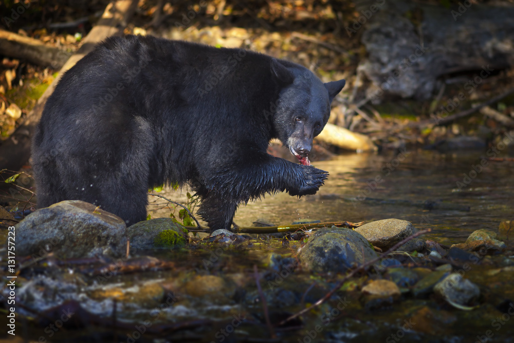 Fototapeta premium Bear Hunting for Salmon in Creek, Taylor Creek, Lake Tahoe, CA