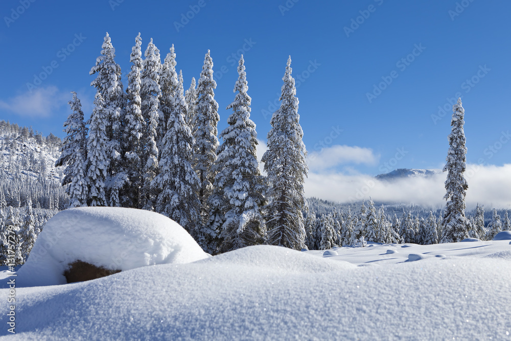 Obraz premium Snow Covered Winter Wonderland