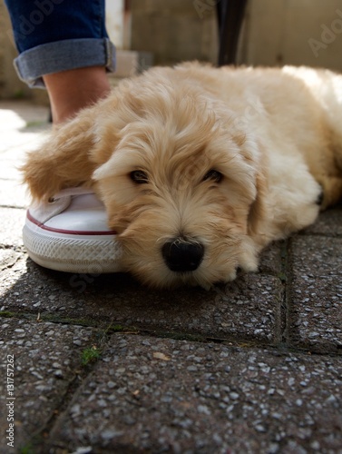 young labradoodle lounging on shoe