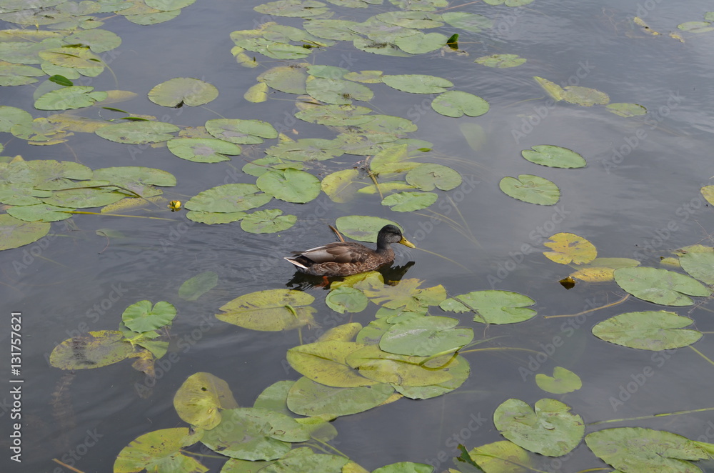 Kaczka/A duck Kaczka/A duck