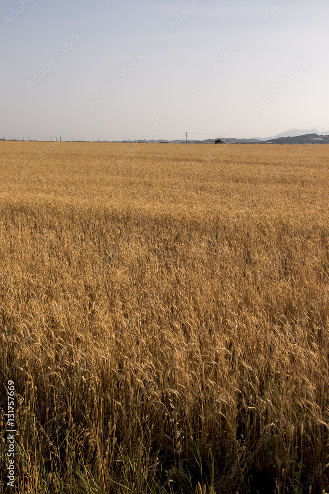 Wheat field plantation