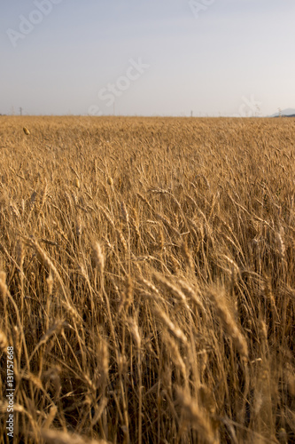 Wheat field plantation