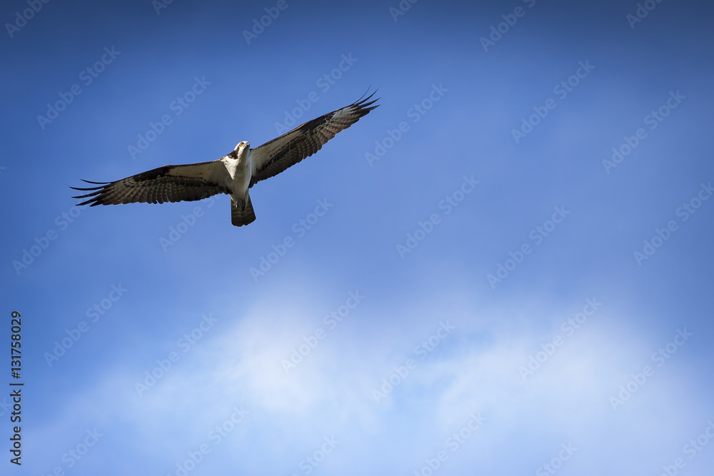 Fototapeta premium Osprey in Flight with Blue sky and clouds in background