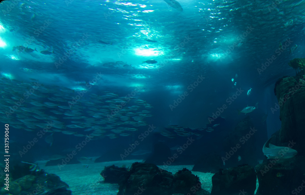 Fototapeta premium A great aquarium