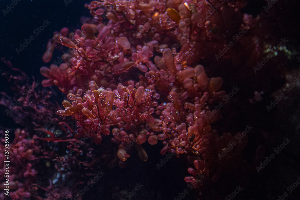 Under the sea coral