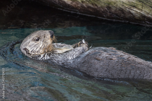 sea otter (Enhydra lutris)