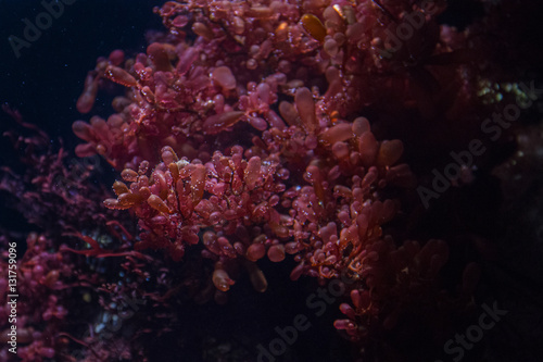 Under the sea coral