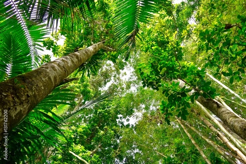 Looking up in the rain forest, El Yunque, Puerto Rico