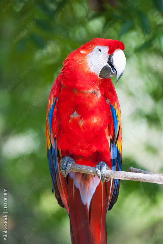 Fototapeta premium Close up of red ara parrot head in tropical habitat 