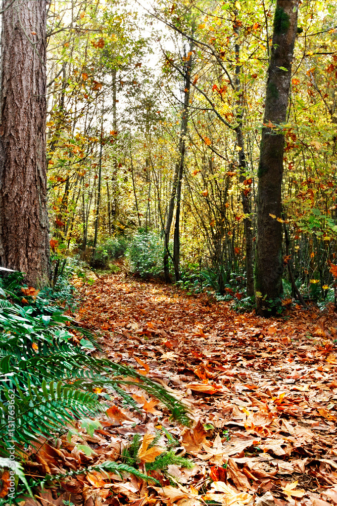 Path through the autumn woods, heading south Path through the autumn woods, heading south