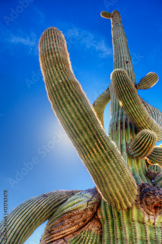 Upturned saguaro arm, Arizona