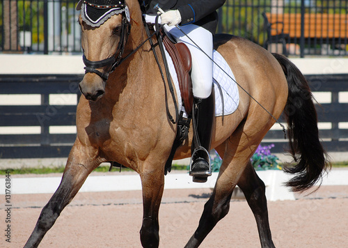 Detail of a buckskin colored horse and rider completing dressage moves in an arena.