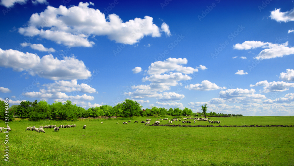 Sheep and green grass Sheep and green grass