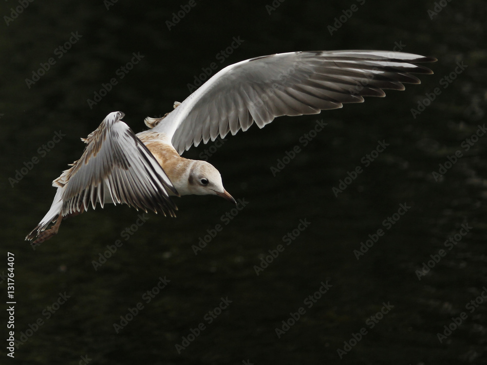 Obraz premium Bird gull flies over the water