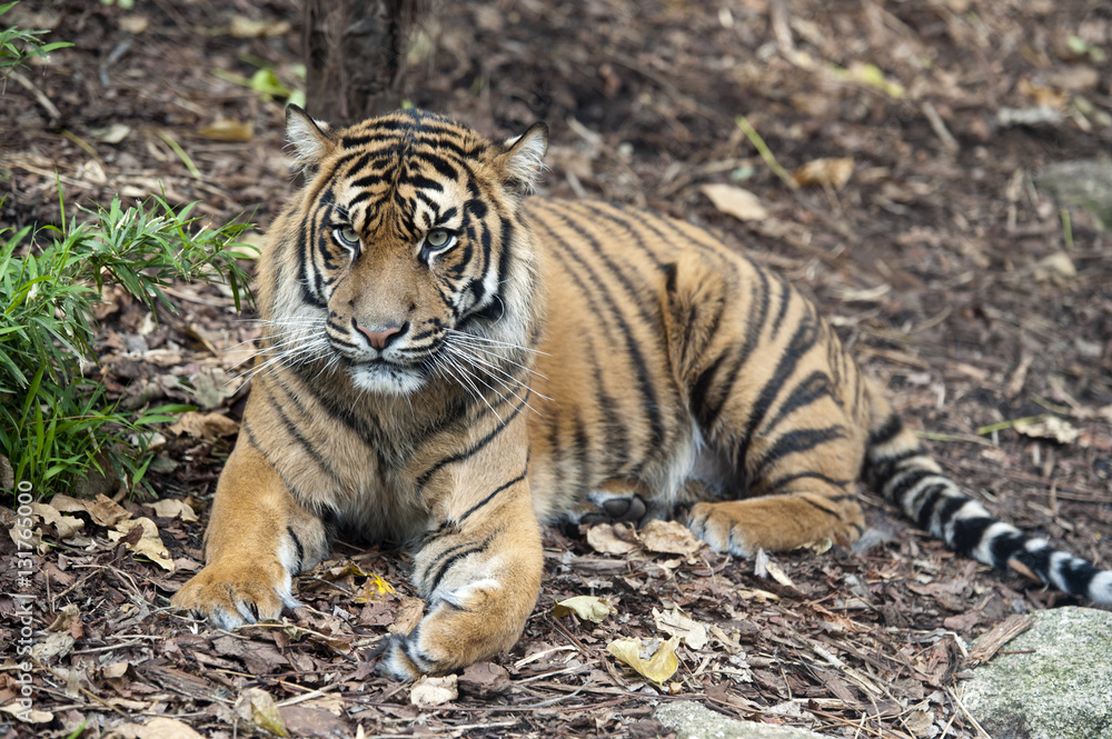 Obraz premium Sumatran Tiger