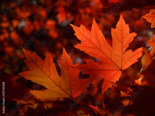 Fall Maple