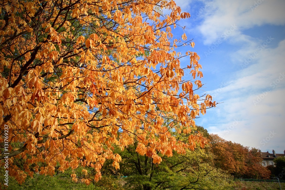 Fall leaves