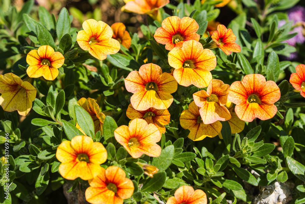 Beautiful little flowers on nature Beautiful little flowers on nature
