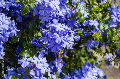 Beautiful little flowers on nature