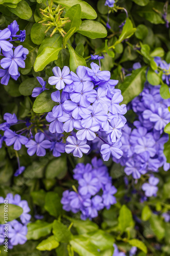 Beautiful purple flowers on nature