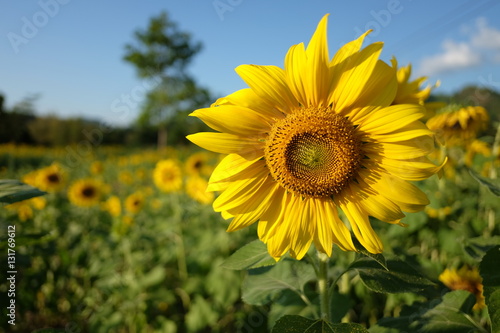 Close up of Sunflower.