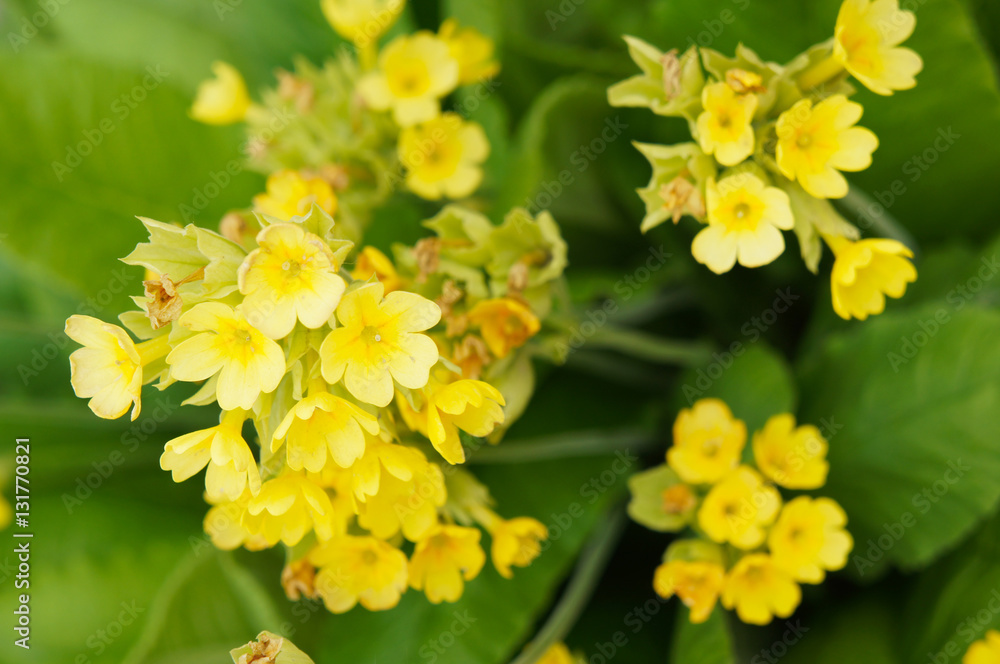 Bunch of yellow Primula auricula flowers in green Bunch of yellow Primula auricula flowers in green