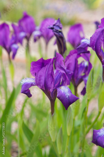 Fototapeta Naklejka Na Ścianę i Meble -  Purple irises flowers with green vertical