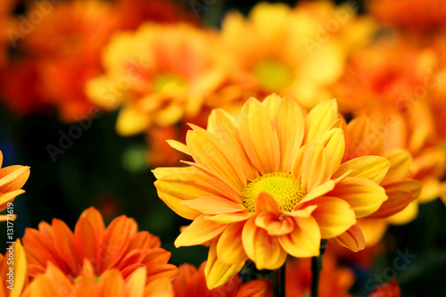 Fototapeta Naklejka Na Ścianę i Meble -  Vivid Orange Chrysanthemum in flower garden agriculture background 